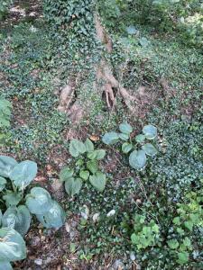 landscape-lighting-gallery5